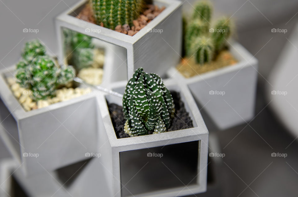 Succulent Cactus