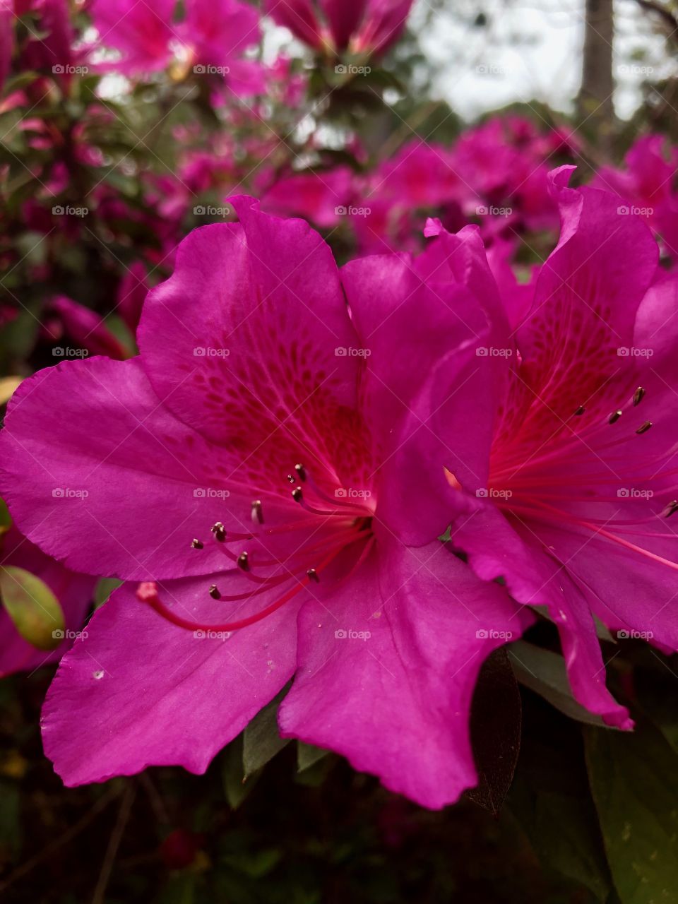 Pink flower in bloom 