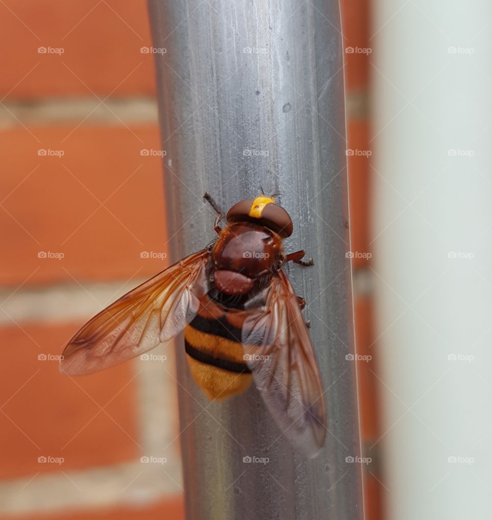 bee