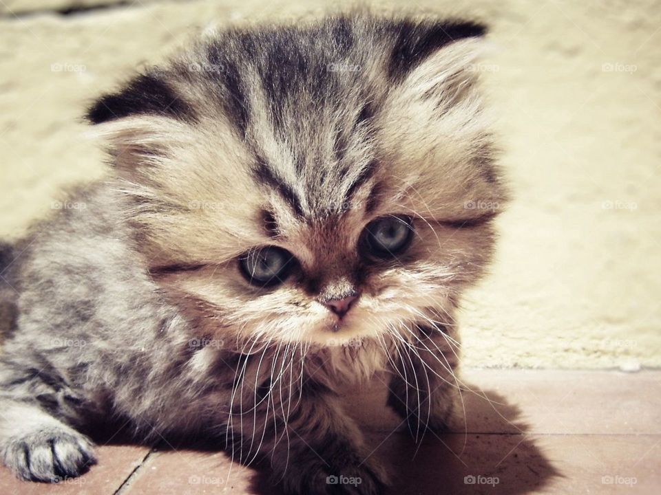 Котёнок пушистик