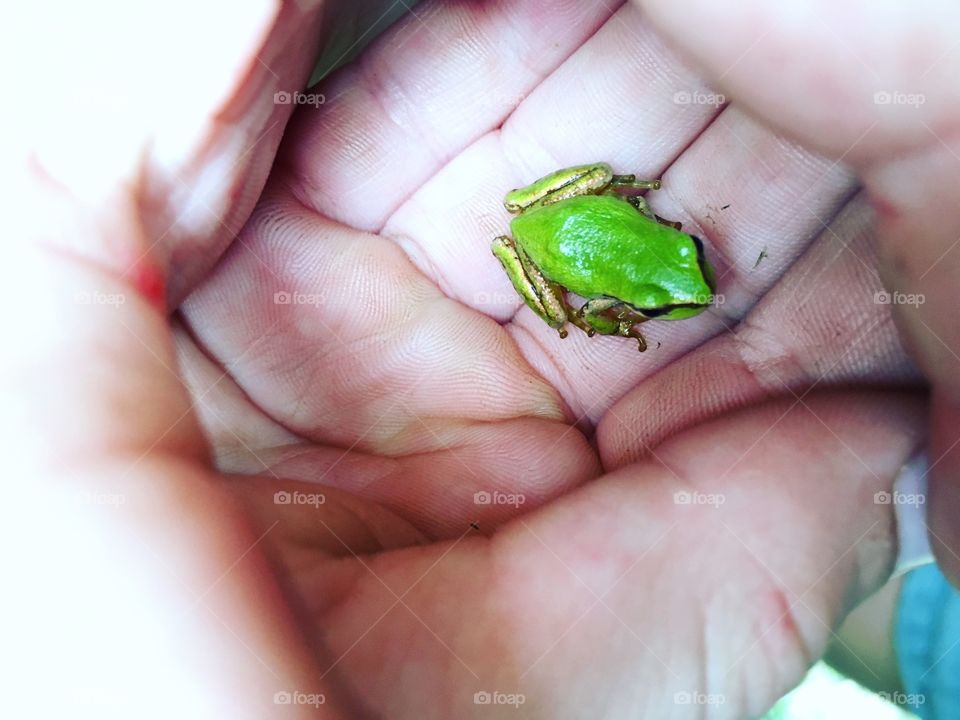 Tree Frog 