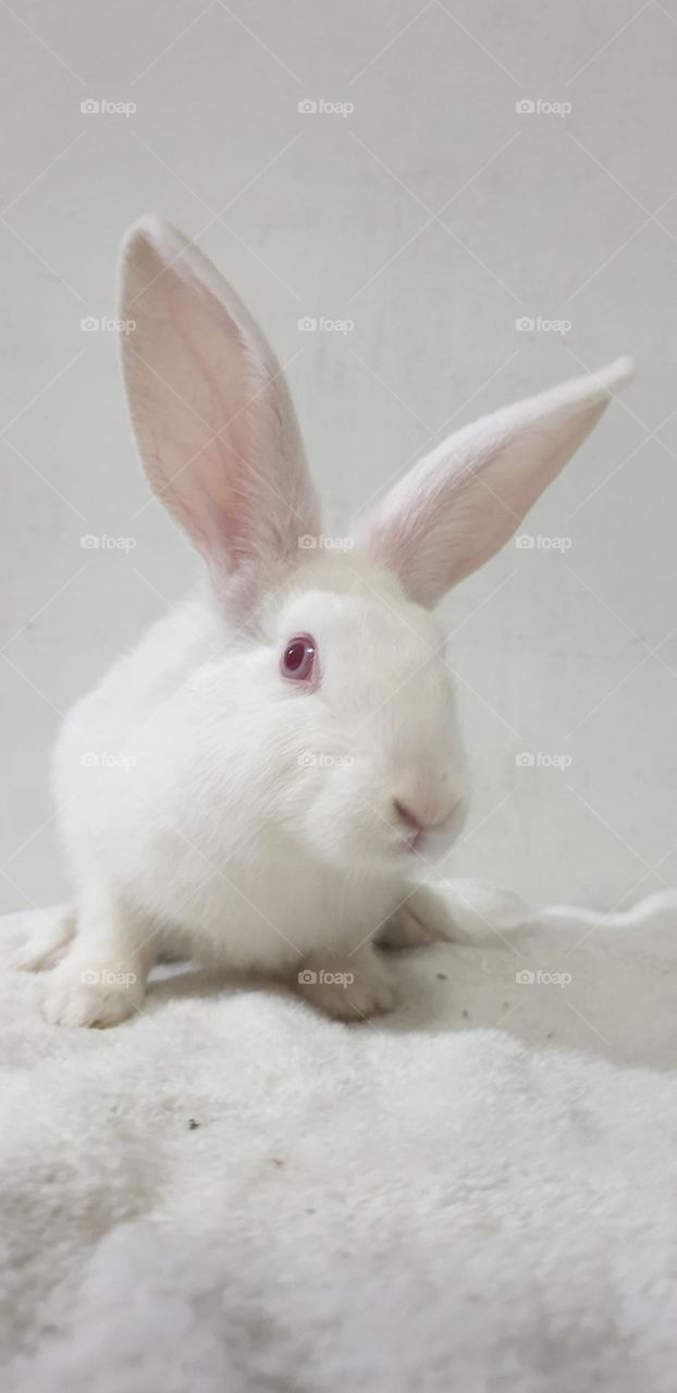 Beautiful rabbits, nose comica red eyes, gray and white snow, delicate, curious, big and long, very curious and funny ears