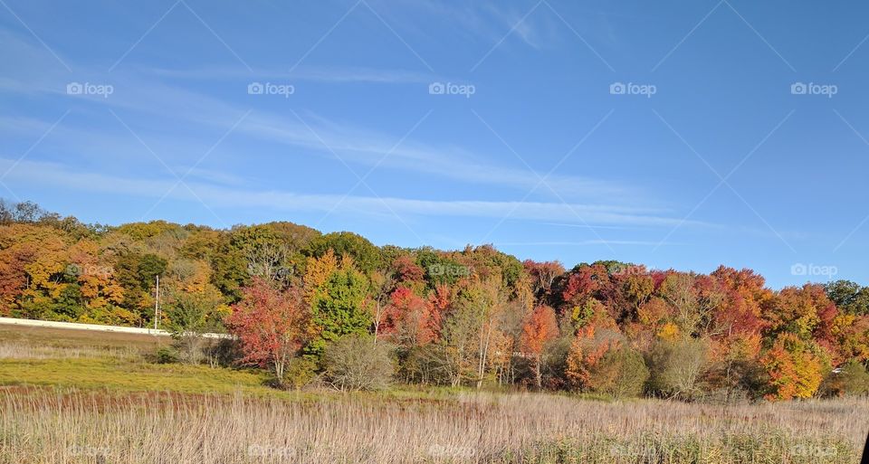 Rhode Island Foliage