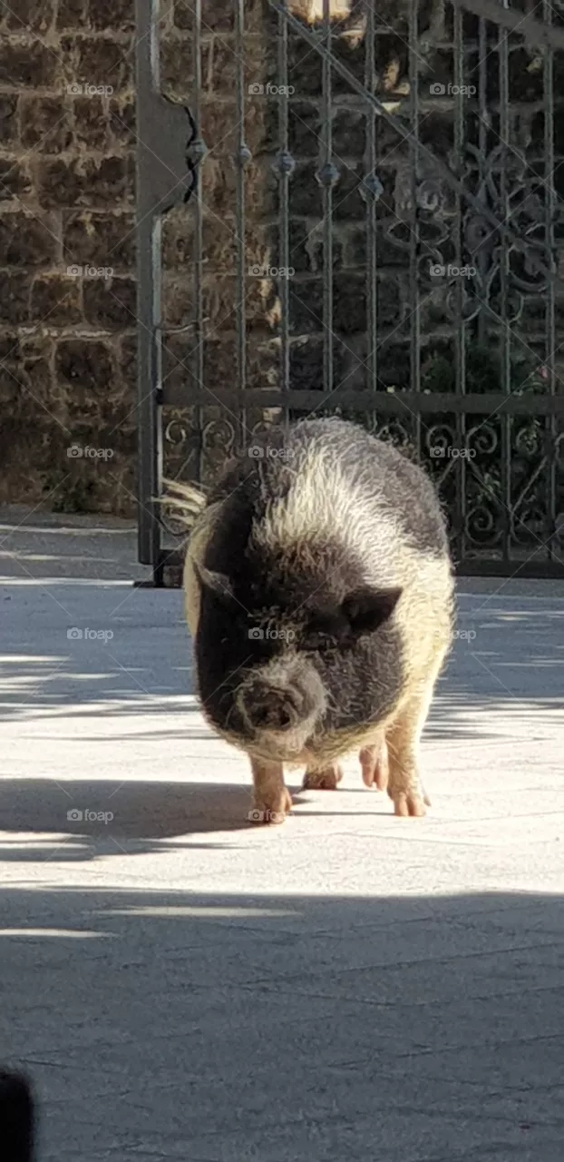 truffle pig