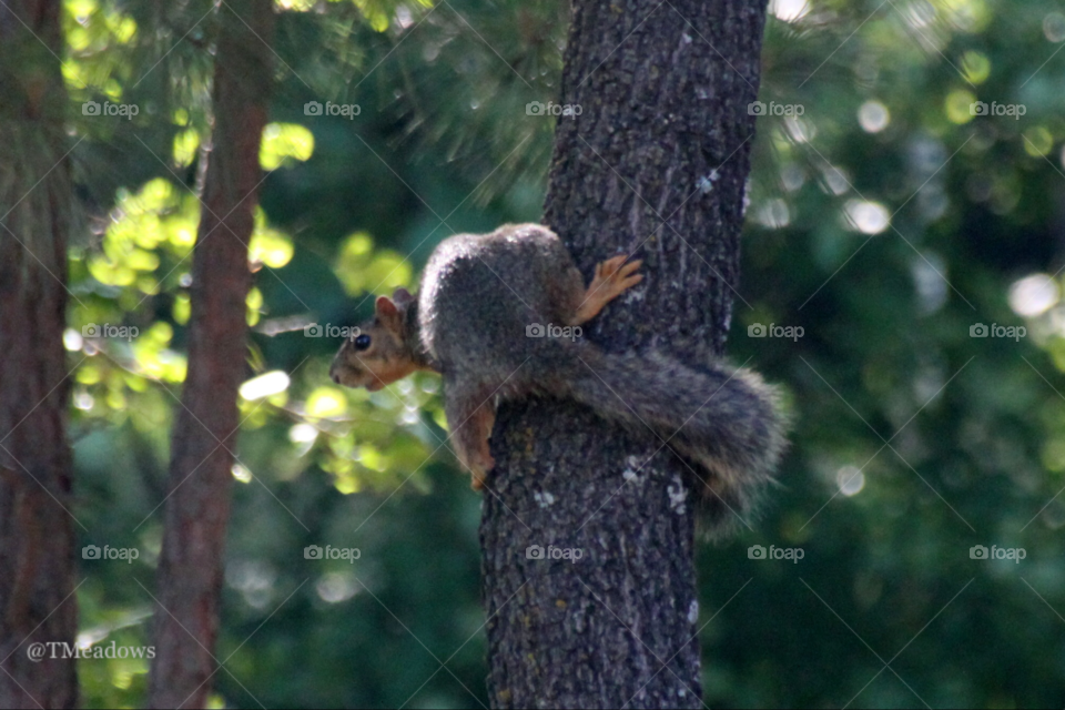 Squirrel Up A Tree Looking Back