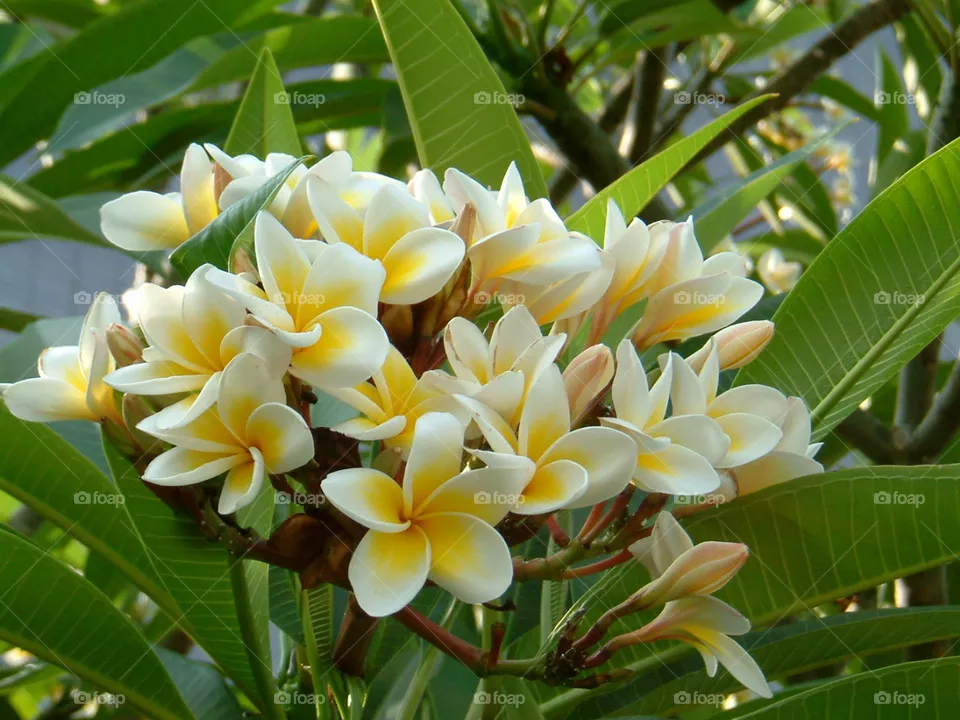 Very beautiful flower