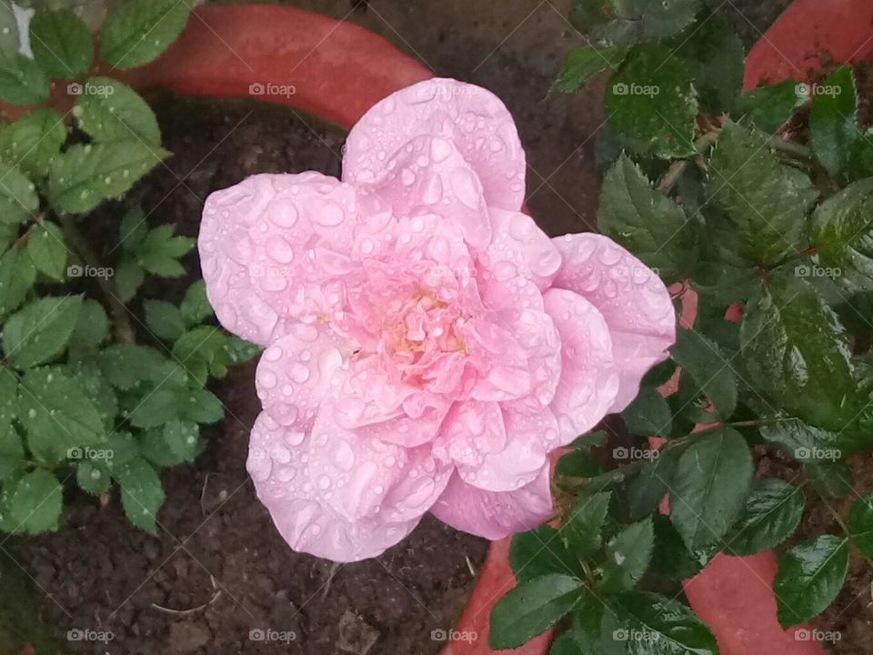 rose after rain droplet of water on rose making it exotic #exotic rose