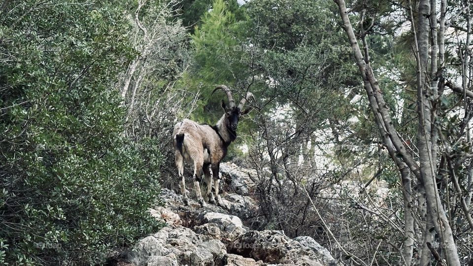 Горный Козел 🐐