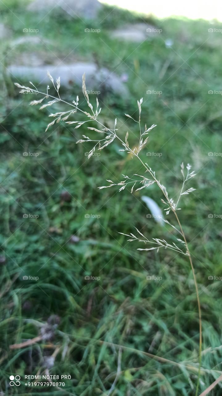 Beatiful photo of Autumn season in Garden at Shopian....