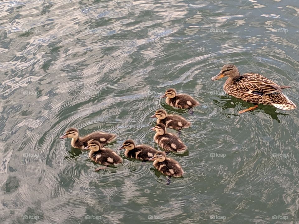 A Lake in Utah with Mommy and Baby Ducks ©️ Copyright CM Photography