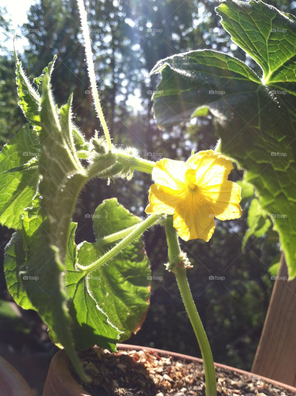 Cucumber blossom