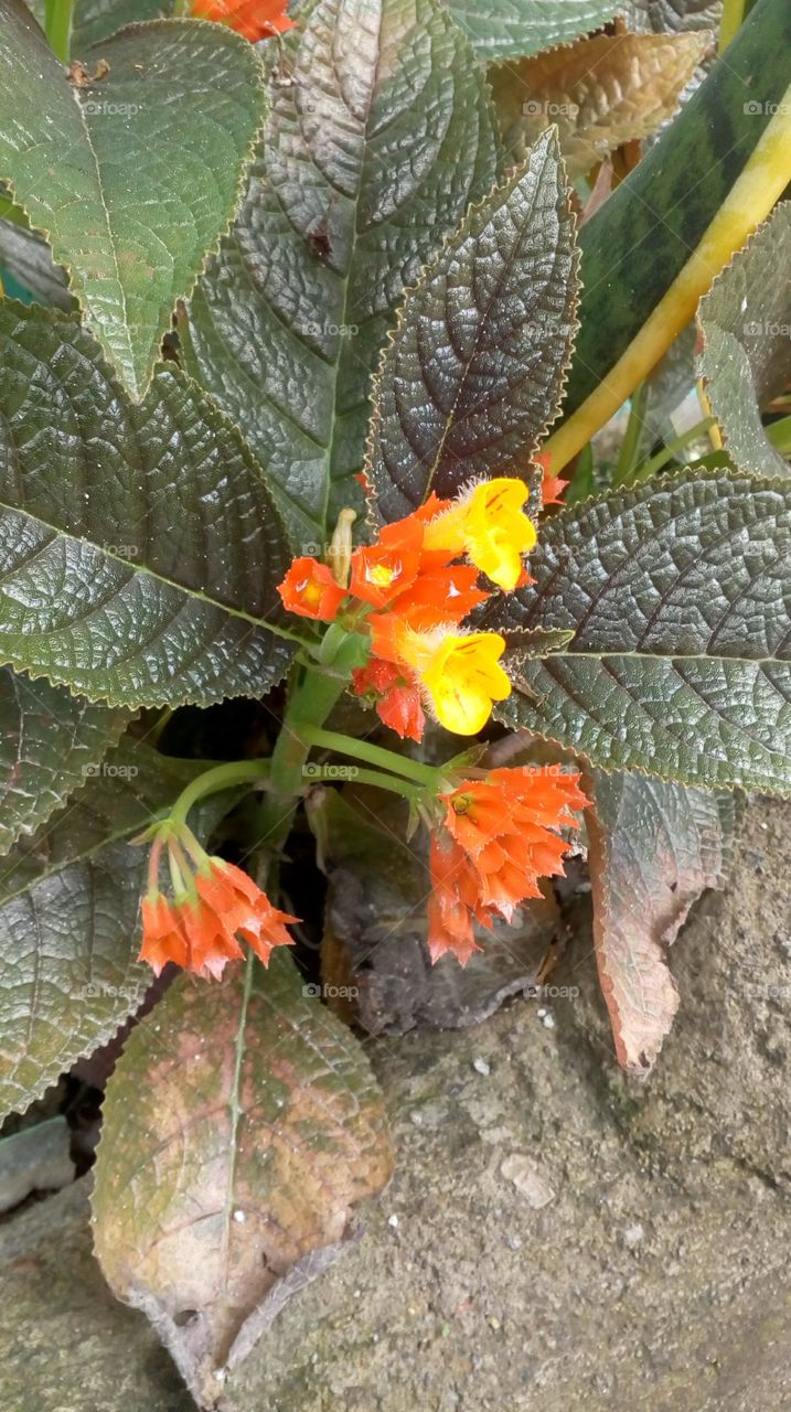 Orange and yellow little Flowers.