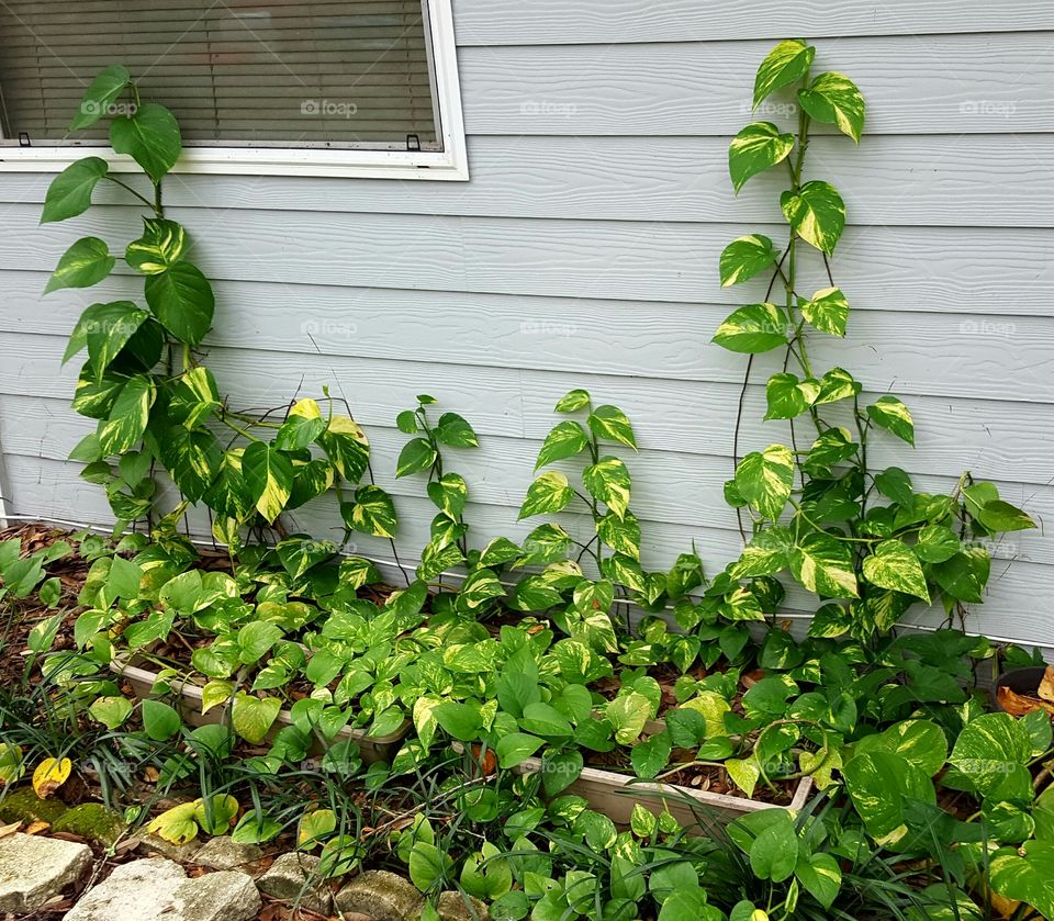 Leaf, Flora, Ivy, Garden, Growth