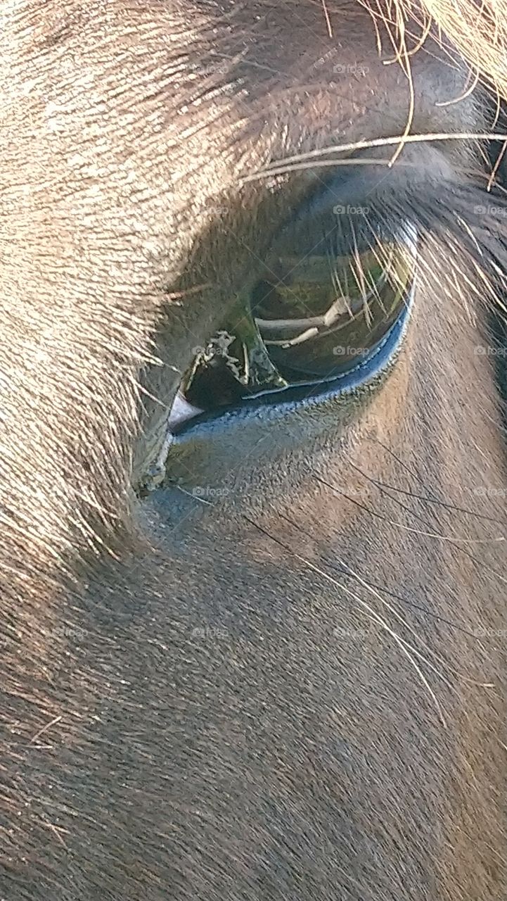 Beautifel eye horse