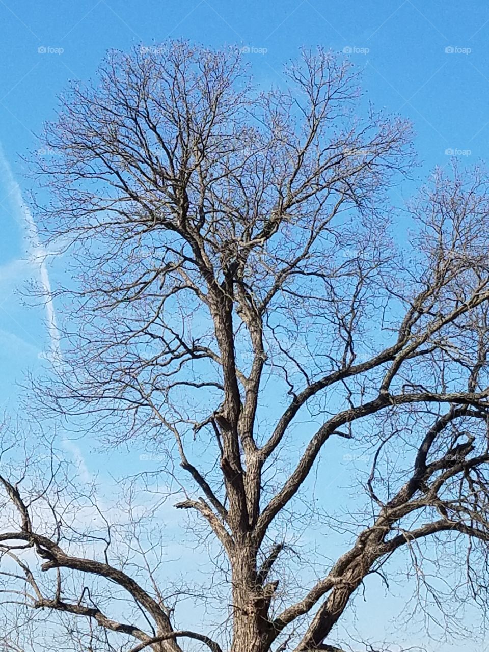 Tree branches in the sky