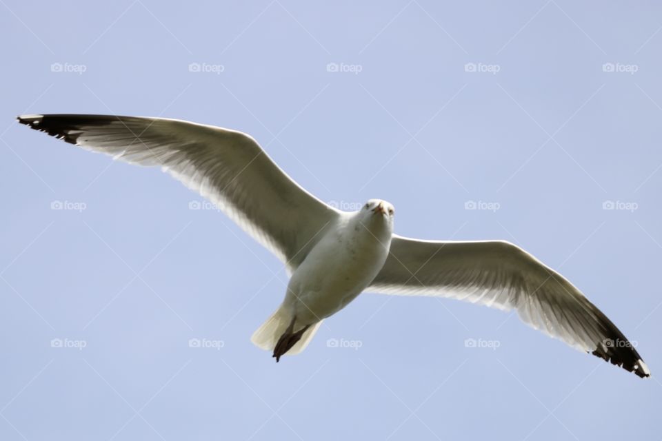 Seagull 
