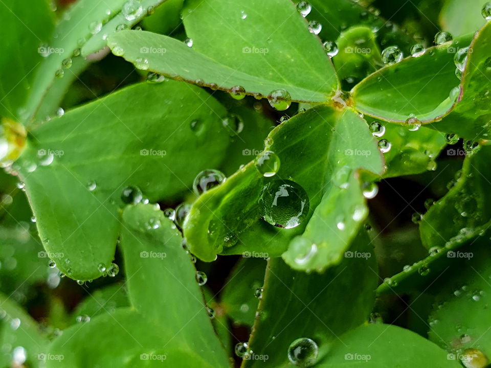 water drops on leafs
