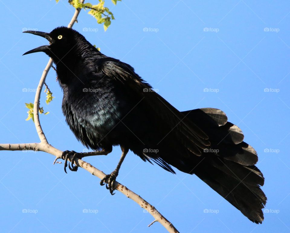 A Grackle on a Branch