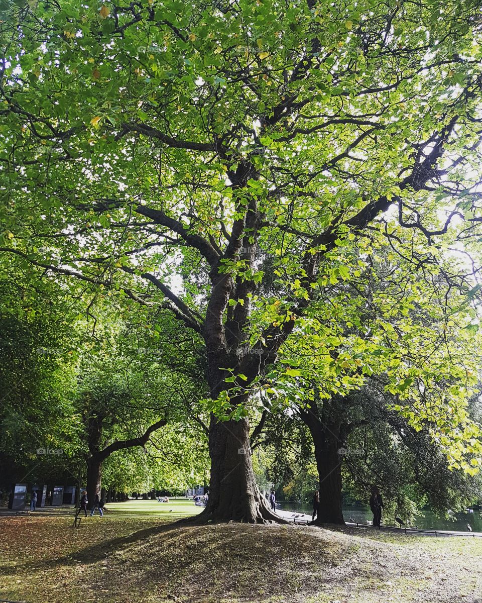 tree in Steven's green