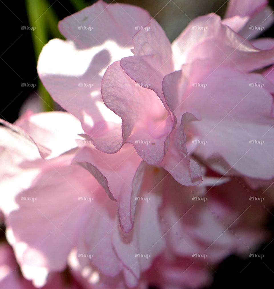 very delicate pink flower