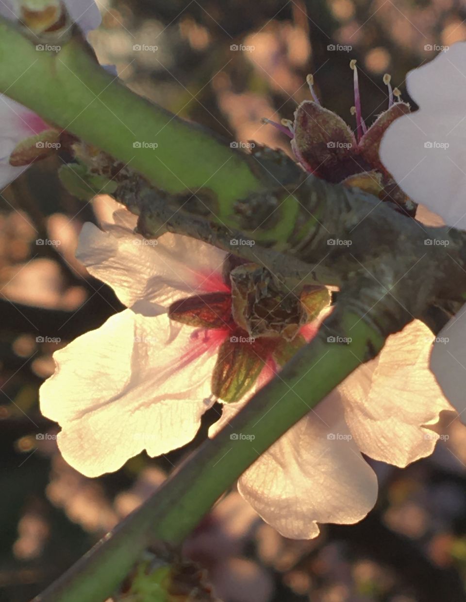 Spring sun on cherry tree flower 
