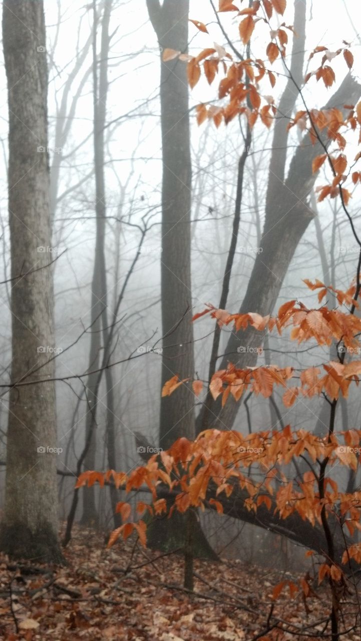 Foggy Fall Day