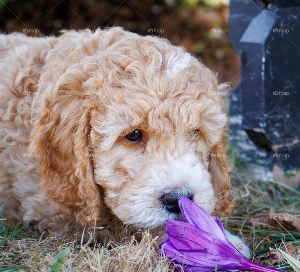 Springtime means smell at the flowers. 
Little puppy smell and enjoy the beauty of spring .