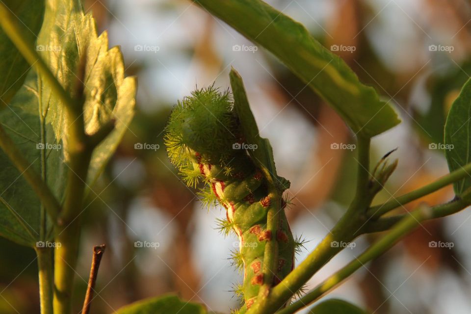 Caterpillar in the sun