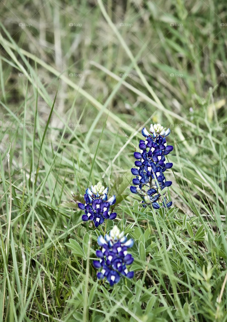 Bluebonnet time in Texas!!!