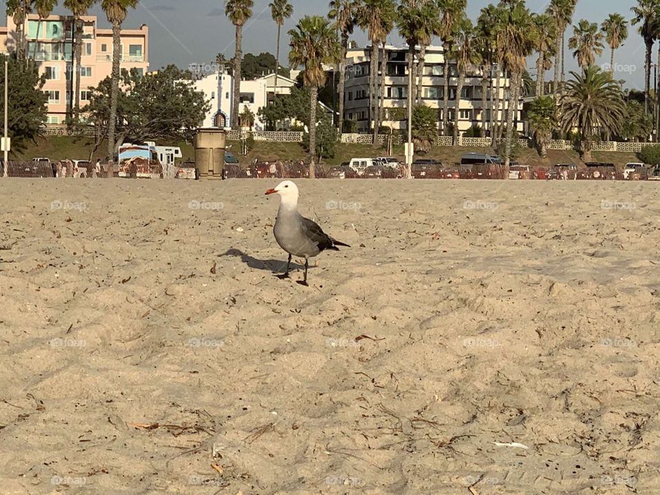 Cute seagull hanging out on the beach near the Santa Monica pier with condos and the city in the background