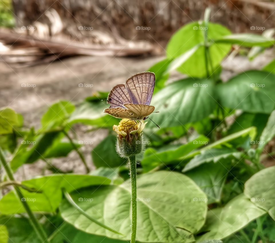 A butterfly on a flower