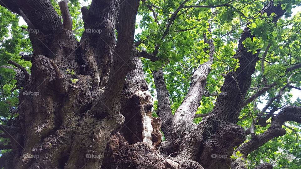 old suffolk tree