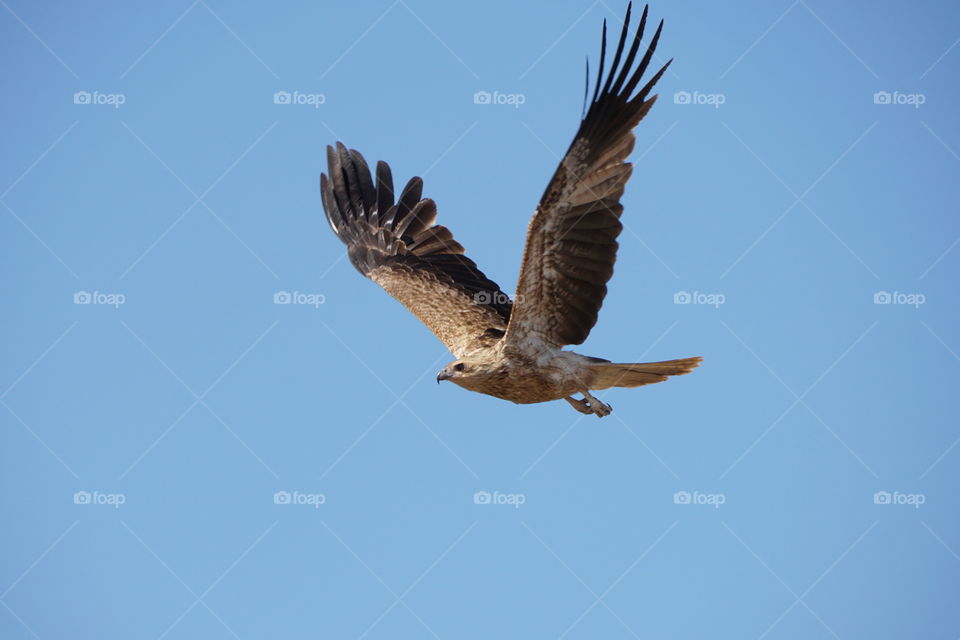 Whistling kite