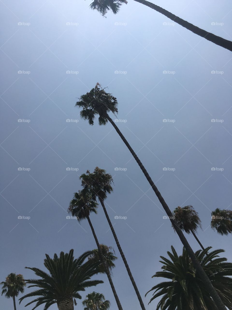 Photo of palm trees 
