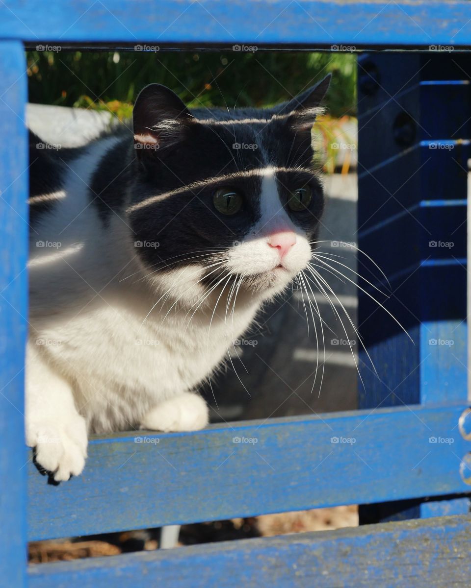 Cat perching under bench