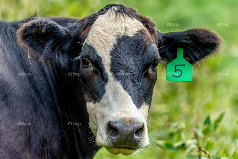 cow