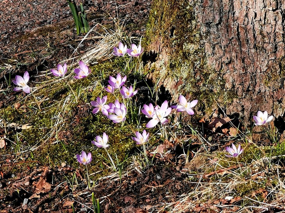 Purple spring flowers