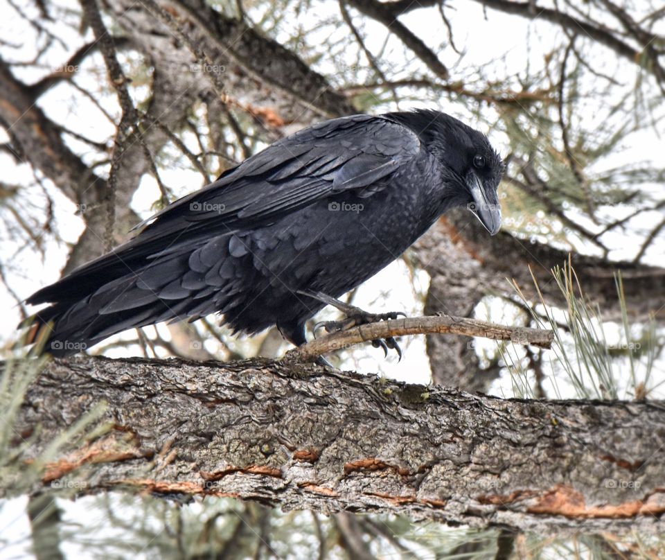 A raven perches in a tree looking at what is below him. Light reflects off his feathers creating a simple and moody vibe.