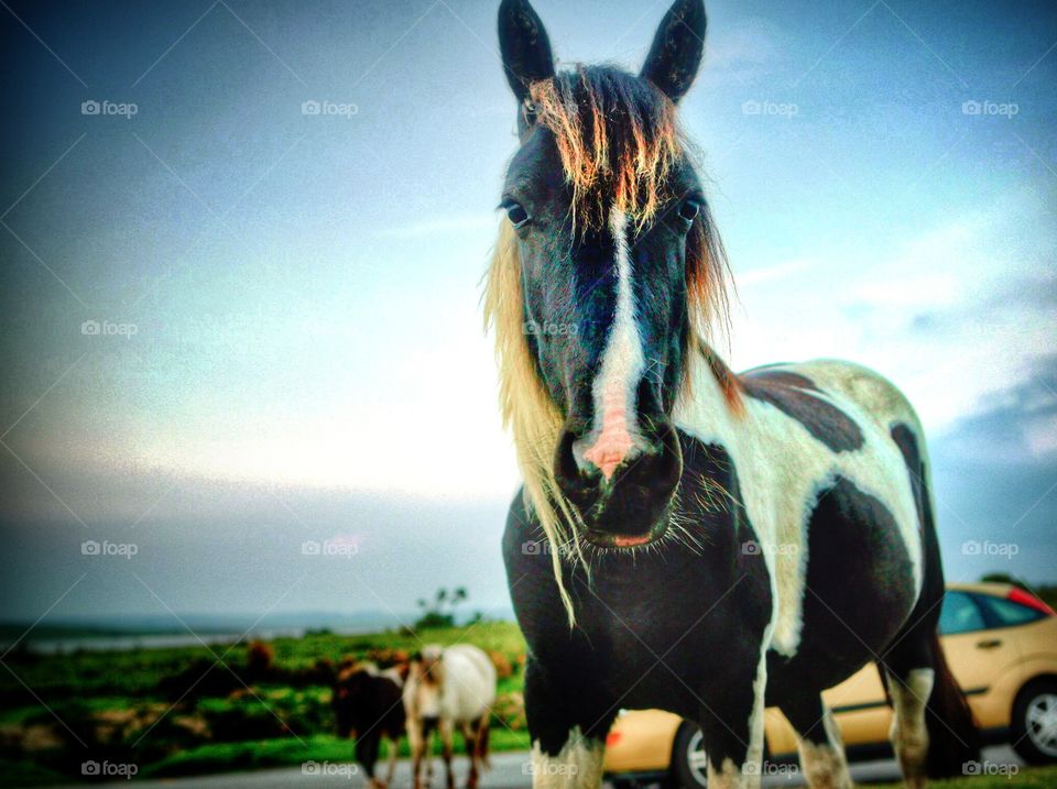 Beauty in the Wild. One of the many beautiful wild horses roaming around bodmin moor, cornwall england