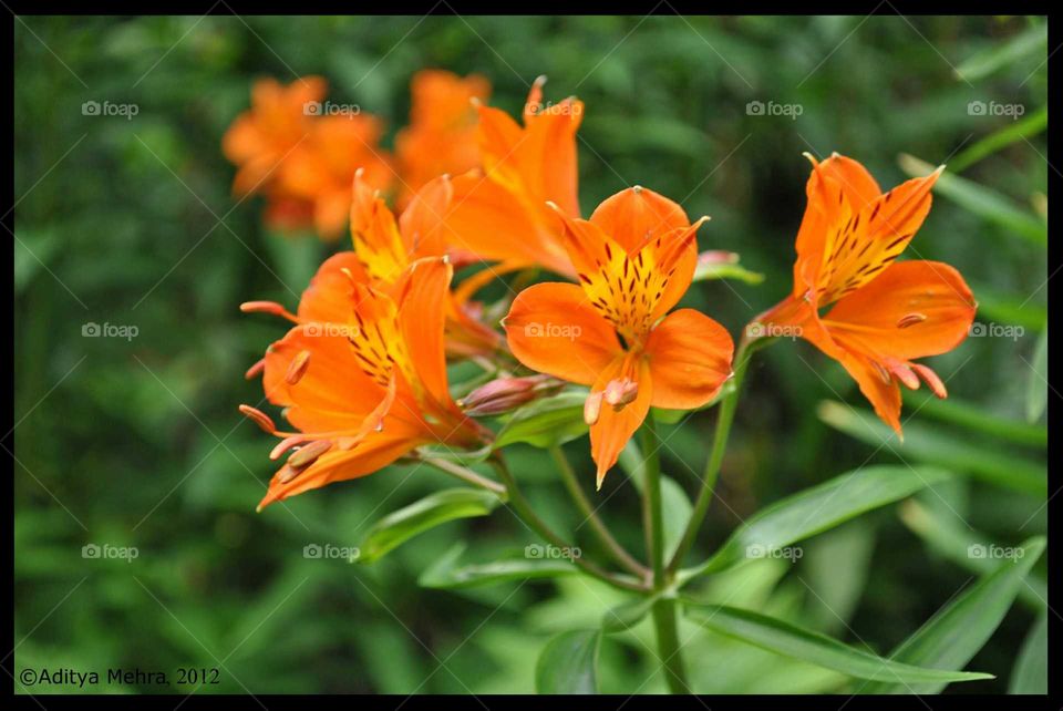 Orange Flowers. Found these lovely flowers in a garden in University Campus, UK