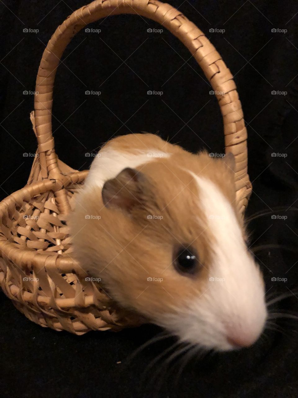 Sugar guinea pig in basket