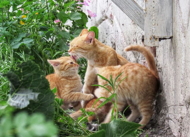 три кота