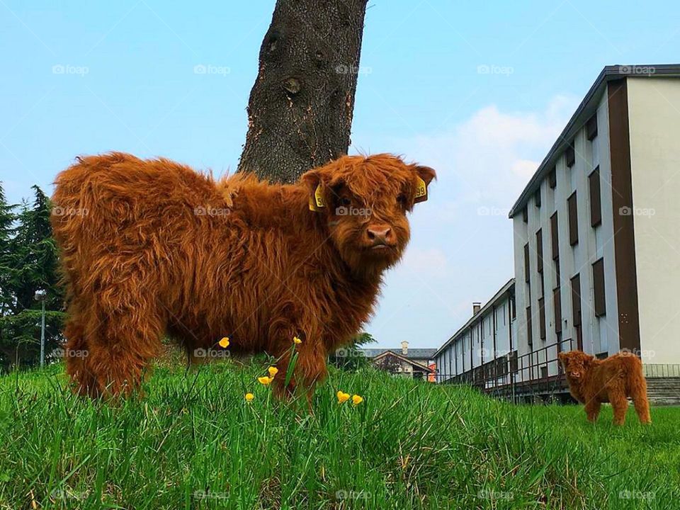 A brown calf stands on a green lawn under a tree. Yellow dandelions grow among the green grass