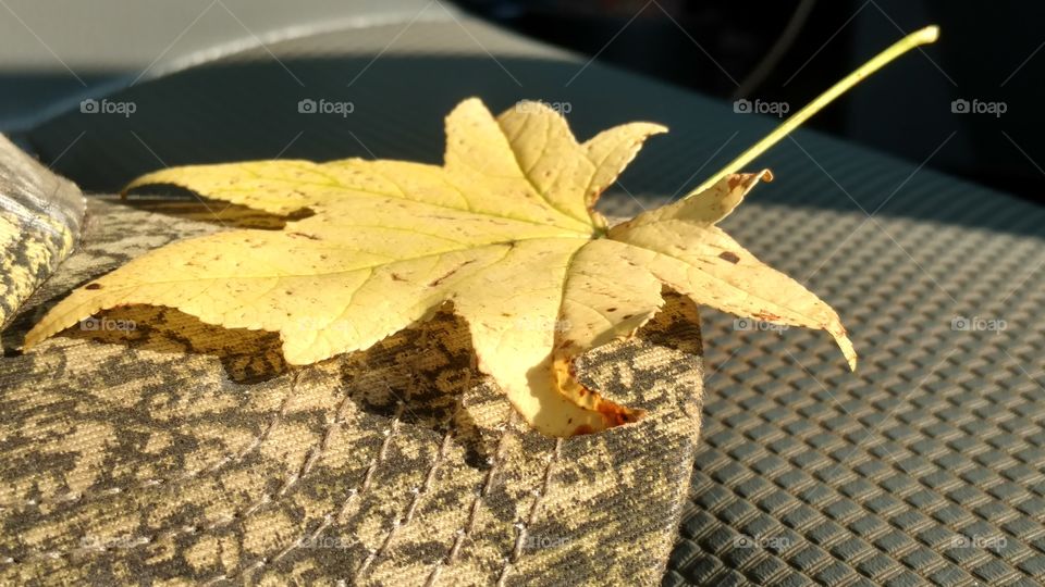 Leaf, No Person, Fall, Desktop, Nature