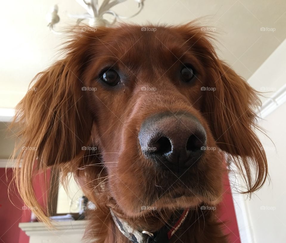 Quinn ... Irish Setter Dog .. 