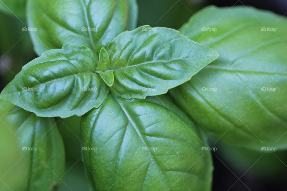 Basil