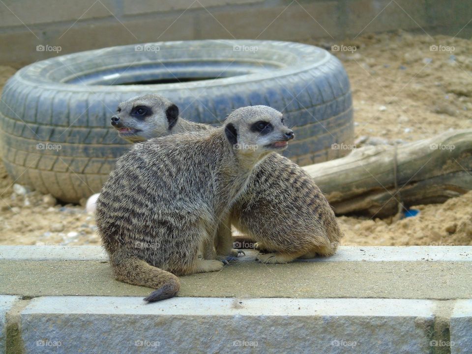 Who said we are cute? Angry meerkats 😀