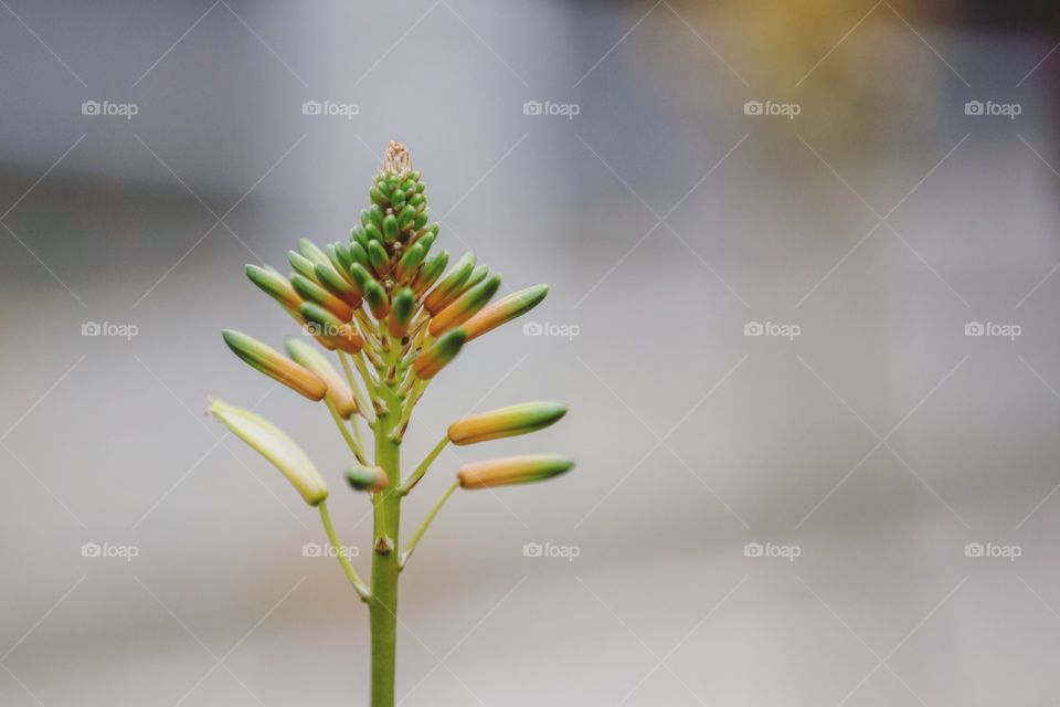 No Person, Nature, Blur, Leaf, Growth