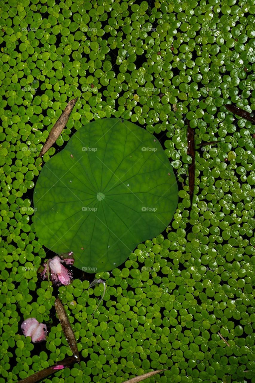 Water green plant abstract composition
