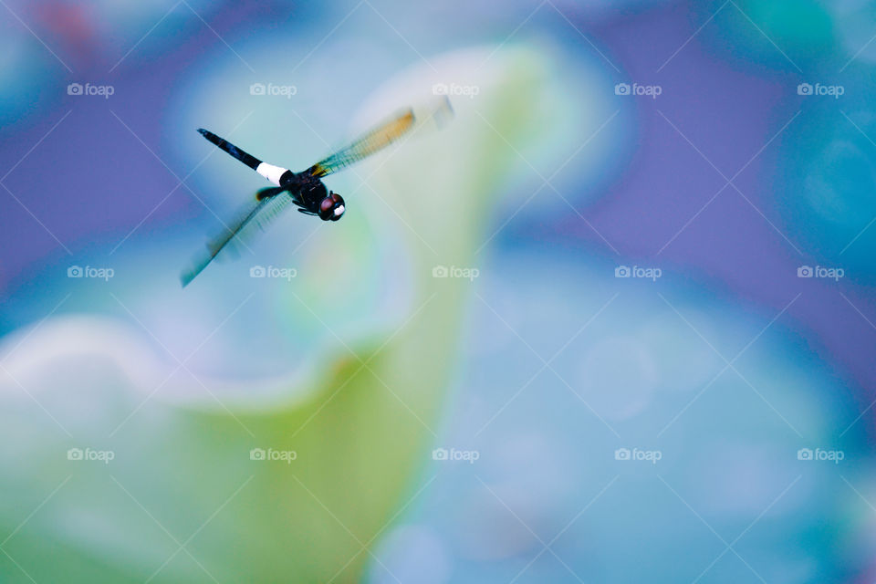 a dragonfly in flight